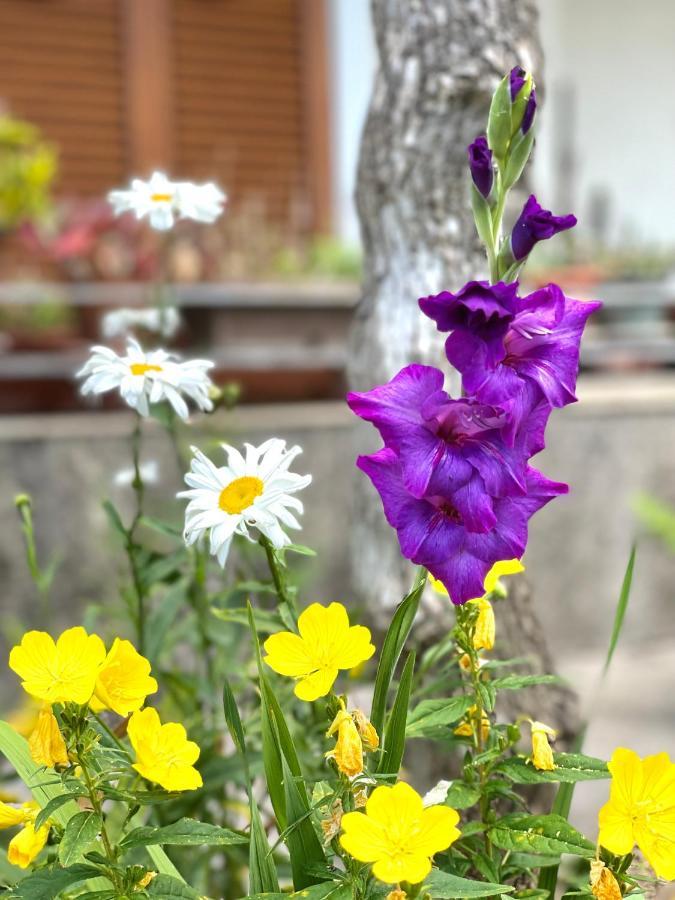 Garden House Будва Экстерьер фото